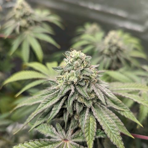 Apple Candies growlog timeline photo