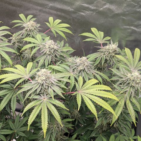 Apple Candies growlog timeline photo