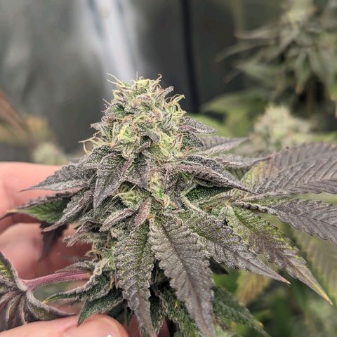 Apple Candies growlog timeline photo