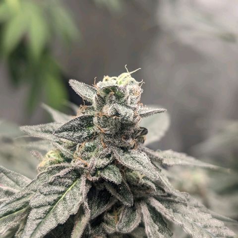 Apple Candies growlog timeline photo