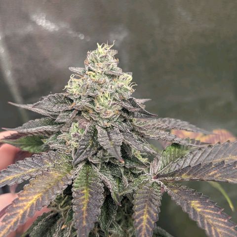 Apple Candies growlog timeline photo