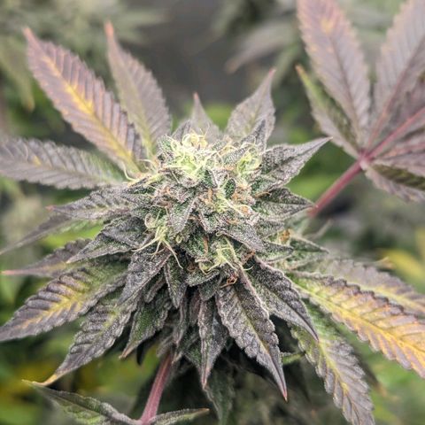 Apple Candies growlog timeline photo