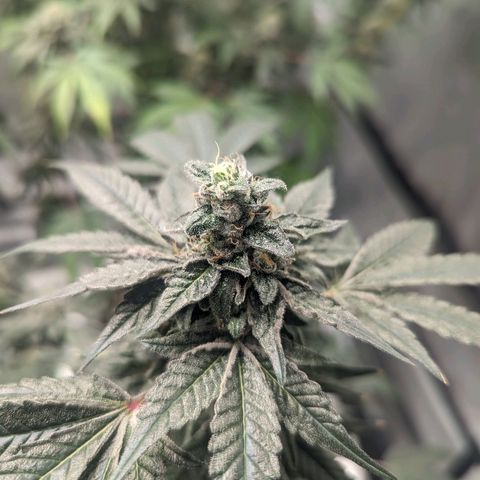 Apple Candies growlog timeline photo