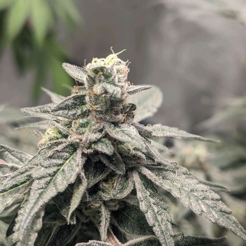 Apple Candies growlog timeline photo
