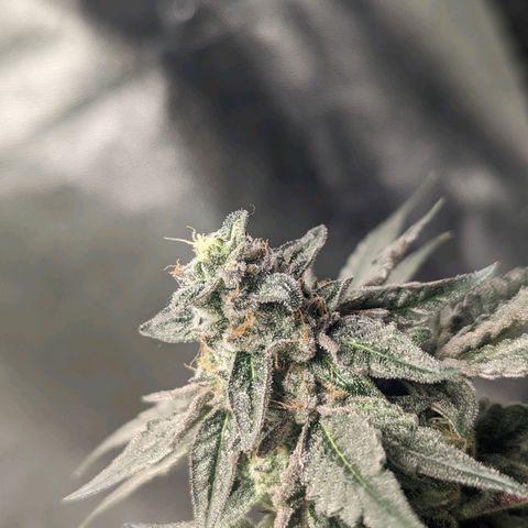 Apple Candies growlog timeline photo