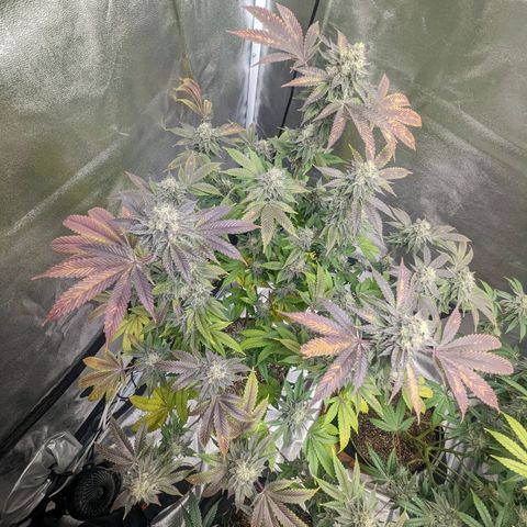 Apple Candies growlog timeline photo