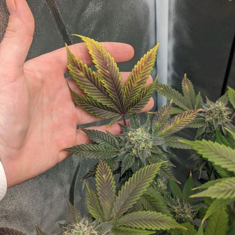 Apple Candies growlog timeline photo