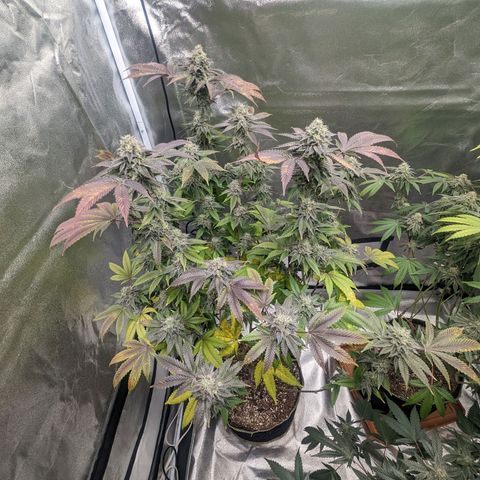 Apple Candies growlog timeline photo