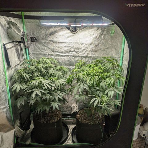 Lemon Cherry Gelato x Black Velvet #1 growlog timeline photo
