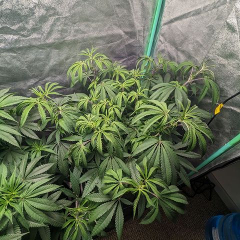 Lemon Cherry Gelato x Black Velvet #1 growlog timeline photo