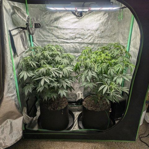 Lemon Cherry Gelato x Black Velvet #1 growlog timeline photo