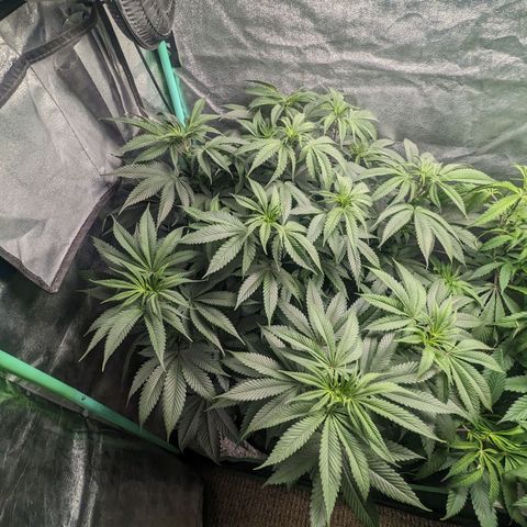 Lemon Cherry Gelato x Black Velvet #1 growlog timeline photo
