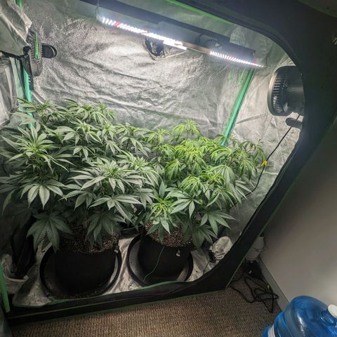Lemon Cherry Gelato x Black Velvet #1 growlog timeline photo