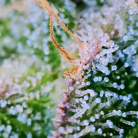 Apple Candies growlog photo: Partially getting cloudy (top of plant) 