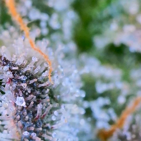 Apple Candies growlog photo: Partially getting cloudy (top of plant) 