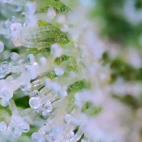 Apple Candies growlog photo: Partially getting cloudy (top of plant) 