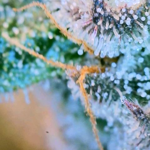 Apple Candies growlog photo: Partially getting cloudy (top of plant) 