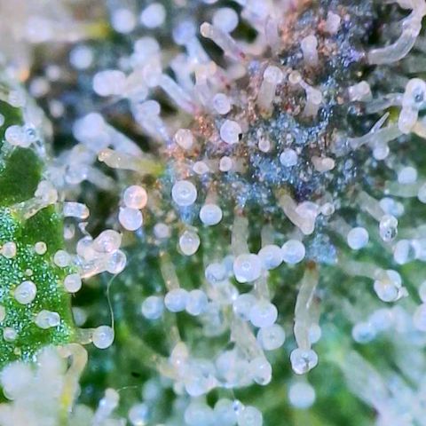 Apple Candies growlog photo: Partially getting cloudy (top of plant) 