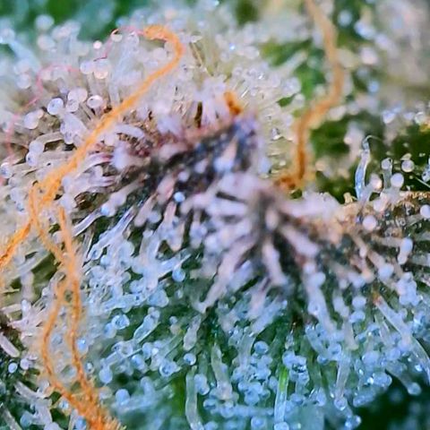 Apple Candies growlog photo: Partially getting cloudy (top of plant) 