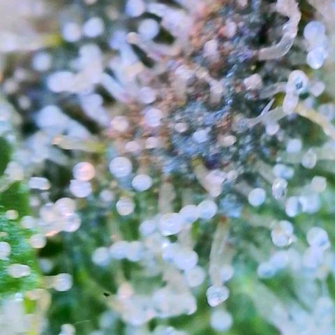 Apple Candies growlog photo: Partially getting cloudy (top of plant) 