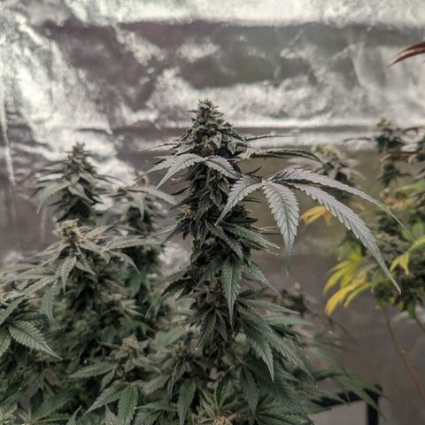 Apple Candies growlog timeline photo