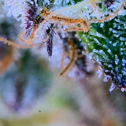 Apple Candies growlog timeline photo