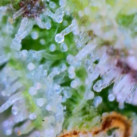 Apple Candies growlog timeline photo