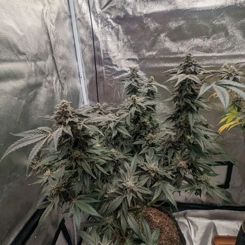 Apple Candies growlog timeline photo