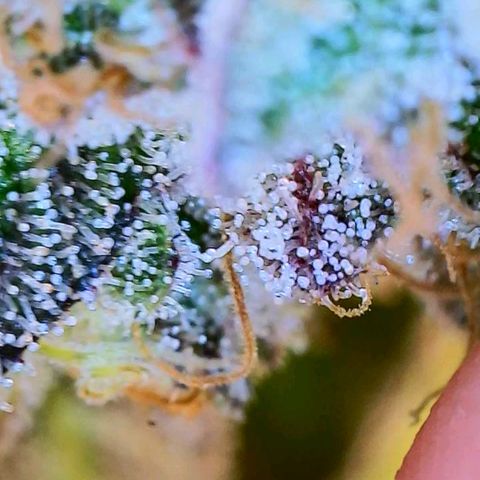 Apple Candies growlog timeline photo