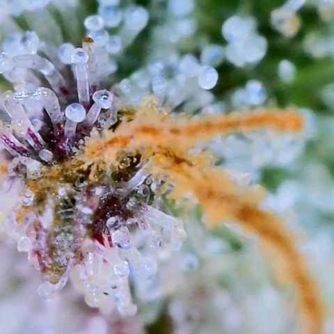 Apple Candies growlog timeline photo