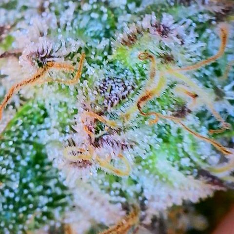 Apple Candies growlog timeline photo
