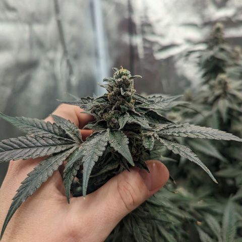Apple Candies growlog timeline photo