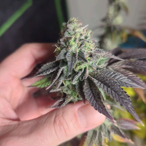 Apple Candies growlog timeline photo