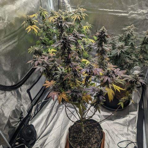 Apple Candies growlog timeline photo