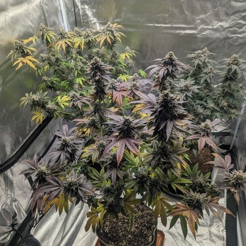 Apple Candies growlog timeline photo
