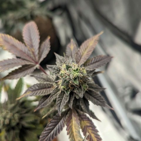 Apple Candies growlog timeline photo