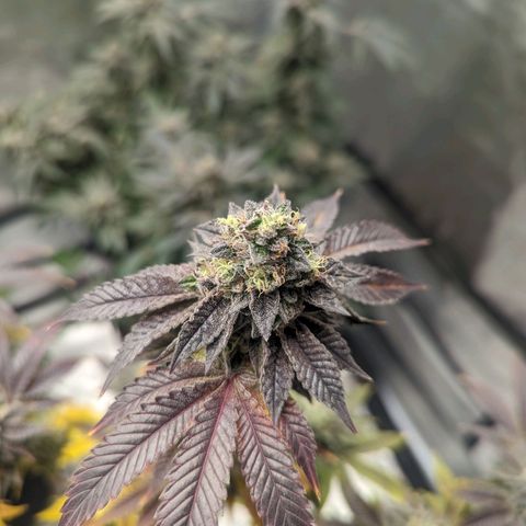 Apple Candies growlog timeline photo