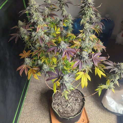 Apple Candies growlog timeline photo