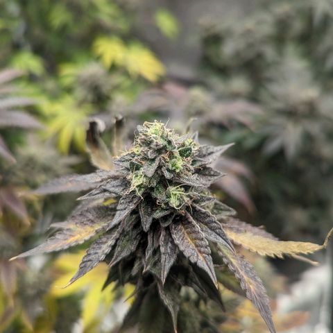 Apple Candies growlog timeline photo