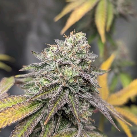 Apple Candies growlog timeline photo