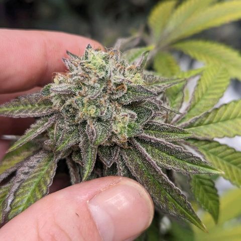 Apple Candies growlog timeline photo
