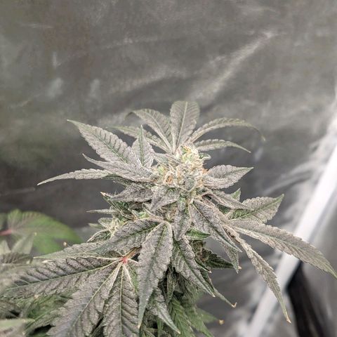 Apple Candies growlog timeline photo