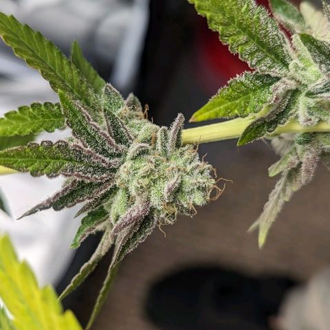 Apple Candies growlog timeline photo
