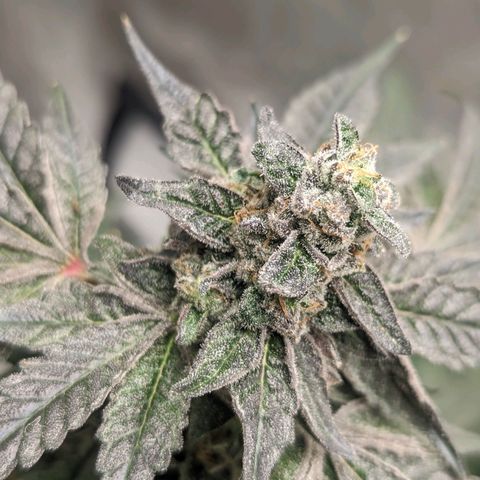 Apple Candies growlog timeline photo