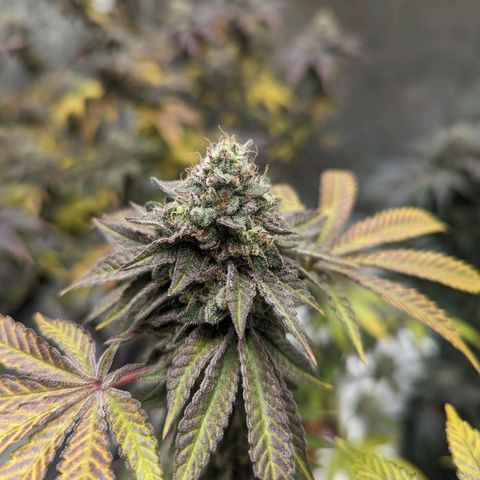 Apple Candies growlog timeline photo