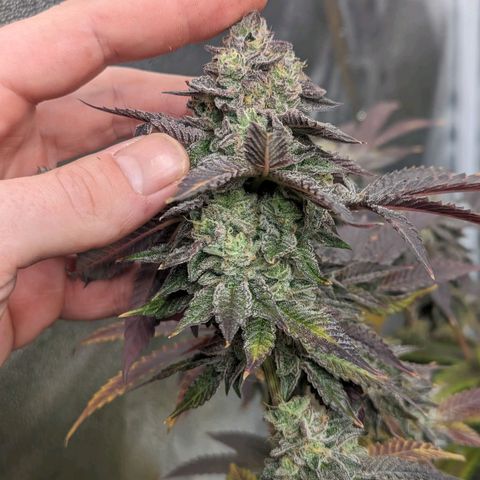 Apple Candies growlog timeline photo