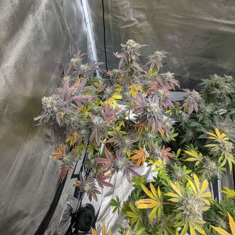 Apple Candies growlog timeline photo
