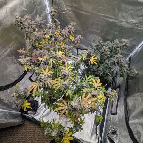 Apple Candies growlog timeline photo