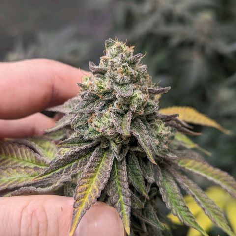 Apple Candies growlog timeline photo