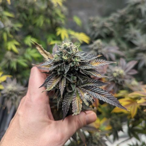 Apple Candies growlog timeline photo
